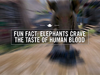Far Cry 4 Proves Elephants Crave The Taste Of Human Blood
