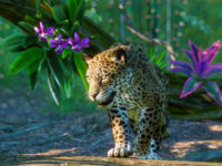 It Looks Like South America Is Coming To Planet Zoo