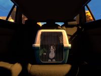 Copycat Is Fighting To Get Back Inside On The Consoles Now