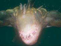 Take In The Atmosphere & Story On The Way For Cthulhu: The Cosmic Abyss